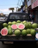 BEST TROPICAL PLANT BOOK